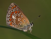 Zdjęcia z naszych spływów kajakowych - krutynia-motyle