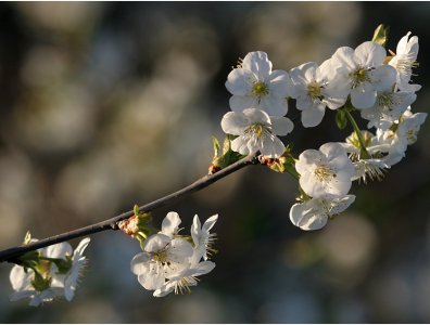 Zdjęcia z naszych spływów kajakowych - krutynia-flora