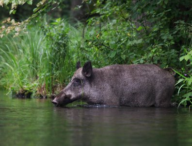 Zdjęcia z naszych spływów kajakowych - krutynia-ssaki