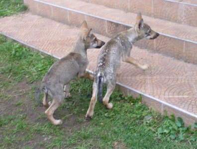 Zdjęcia z naszych spływów kajakowych - krutynia-1-10-08-2005